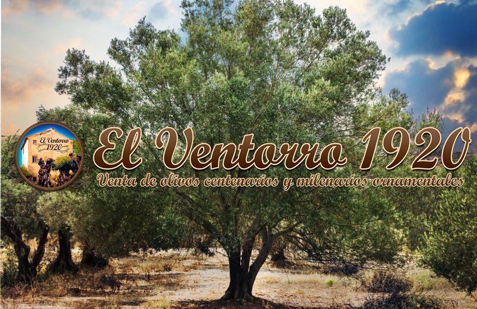Foto de El olivo, el árbol decorativo de moda, por OLIVOS EL