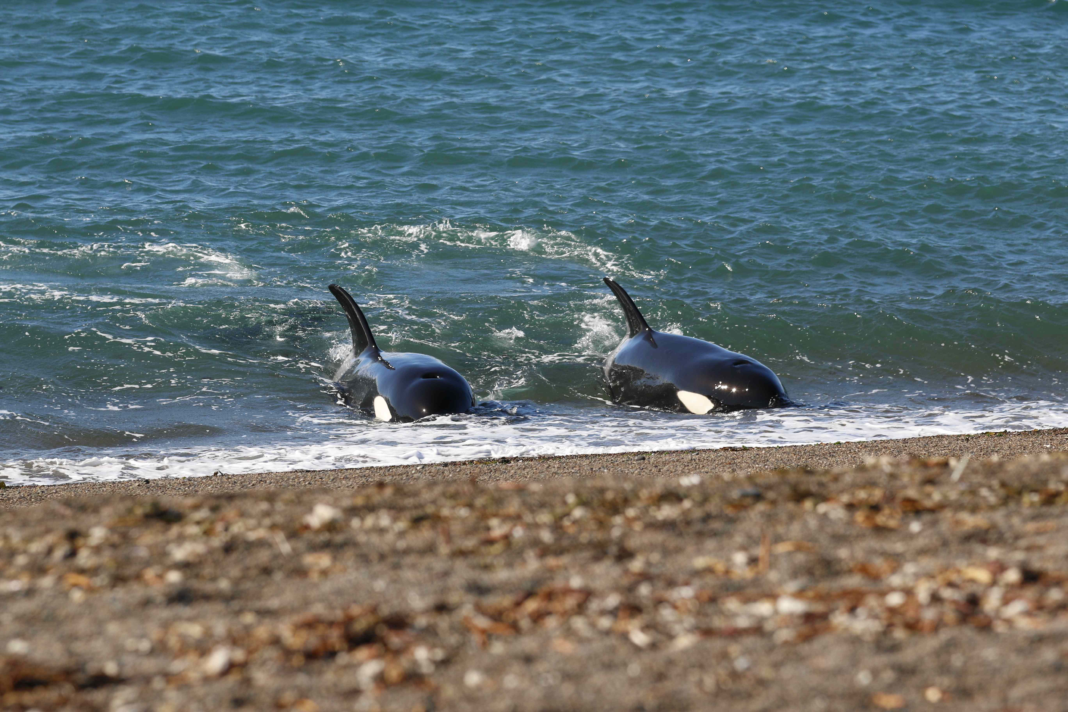 Foto de El avistaje de orcas es considerado uno de los más