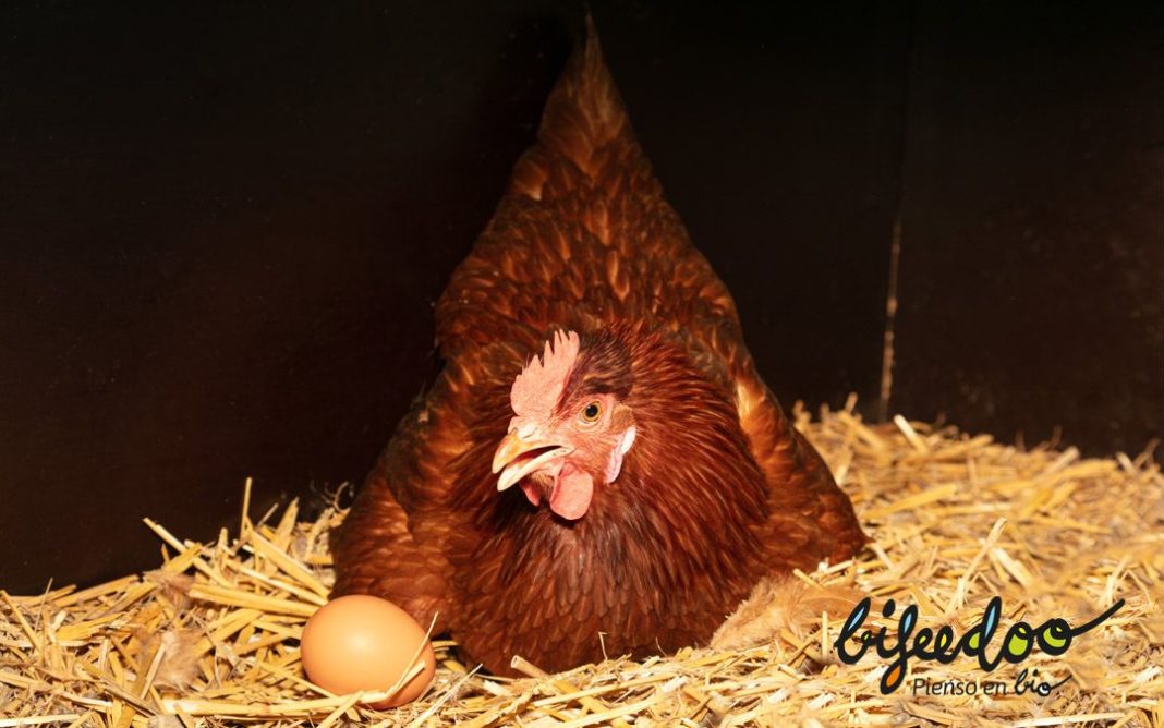 Foto de La importancia del pienso ecológico para gallinas ponedoras